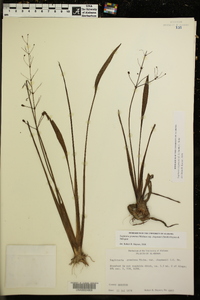 Sagittaria chapmanii image