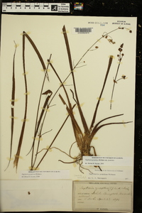 Sagittaria chapmanii image