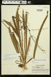 Sagittaria chapmanii image