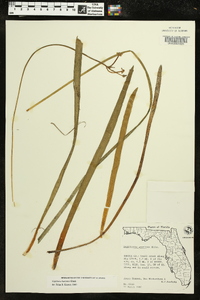 Sagittaria kurziana image