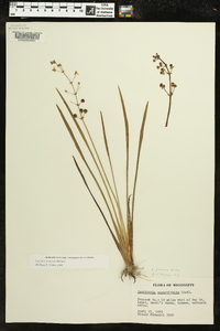 Sagittaria graminea image