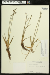 Sagittaria cristata image