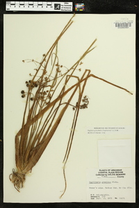 Sagittaria platyphylla image