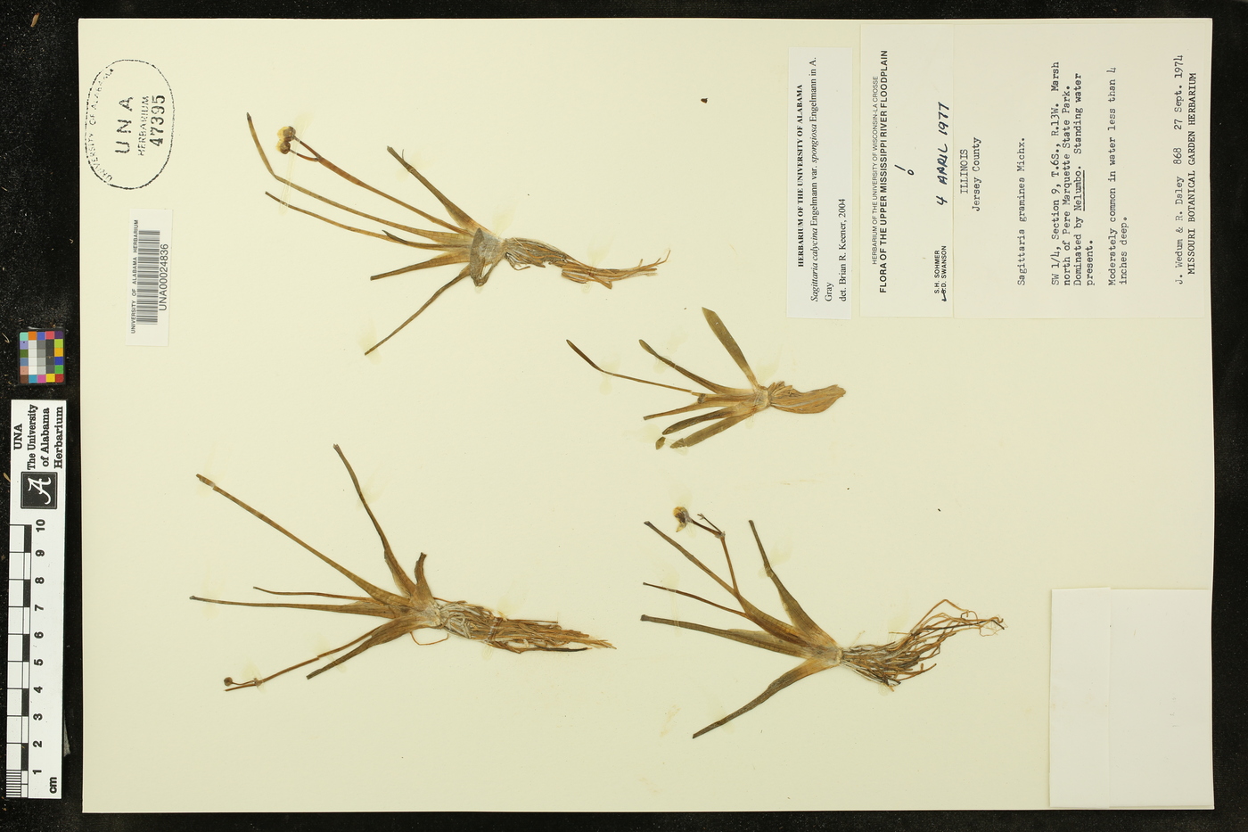 Sagittaria montevidensis subsp. spongiosa image