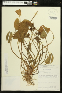 Sagittaria guayanensis image