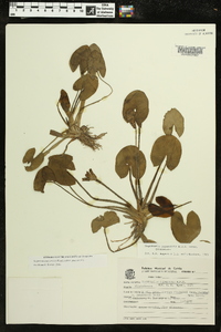 Sagittaria guayanensis image