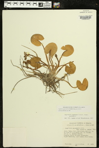 Sagittaria guayanensis image