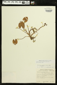 Sagittaria guayanensis image