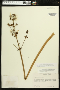 Sagittaria lancifolia subsp. media image