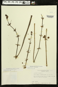 Sagittaria lancifolia image