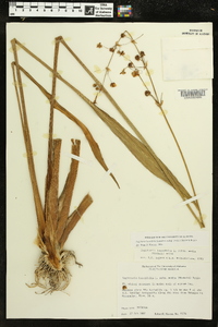 Sagittaria lancifolia image