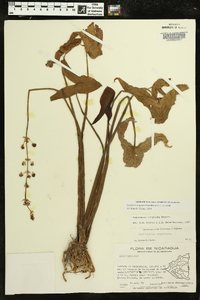 Sagittaria longiloba image