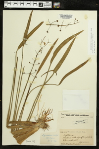 Sagittaria platyphylla image