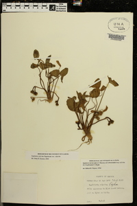 Sagittaria montevidensis subsp. calycina image