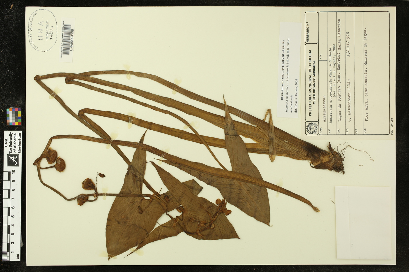 Sagittaria montevidensis subsp. montevidensis image