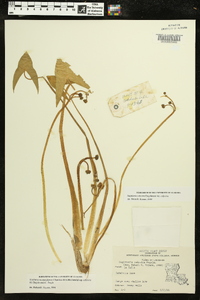 Sagittaria montevidensis subsp. calycina image