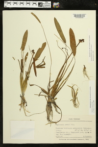 Sagittaria natans image