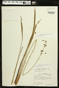 Sagittaria papillosa image