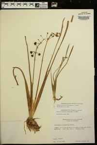 Sagittaria platyphylla image