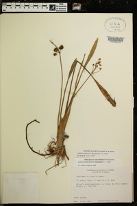 Sagittaria platyphylla image