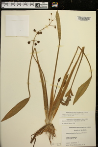 Sagittaria platyphylla image