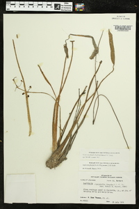 Sagittaria platyphylla image