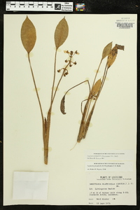 Sagittaria platyphylla image