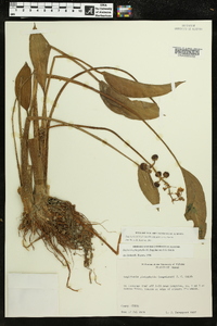 Sagittaria platyphylla image