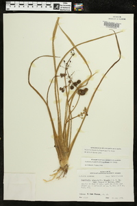 Sagittaria platyphylla image