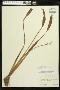 Sagittaria platyphylla image