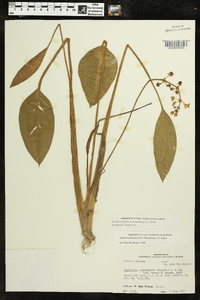 Sagittaria platyphylla image