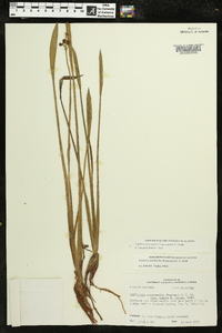 Sagittaria platyphylla image