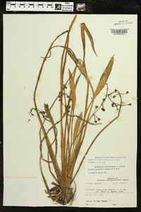 Sagittaria platyphylla image