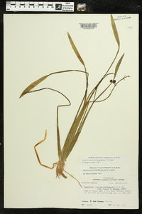 Sagittaria platyphylla image