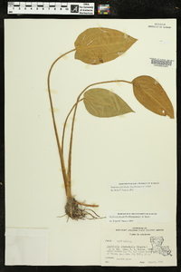 Sagittaria platyphylla image