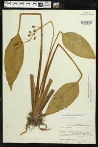 Sagittaria platyphylla image