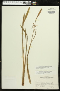 Sagittaria platyphylla image