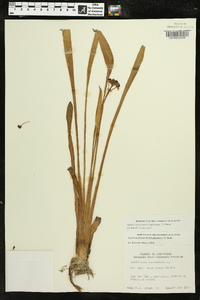 Sagittaria platyphylla image