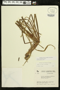 Sagittaria rhombifolia image