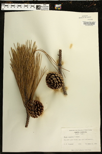 Pinus serotina image