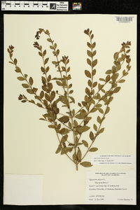 Ligustrum sinense image