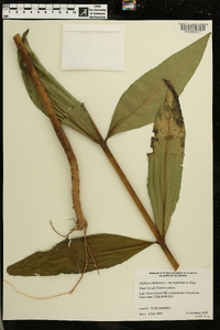 Silphium asteriscus var. latifolium image