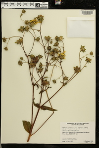 Silphium asteriscus var. latifolium image