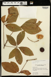 Aesculus pavia var. pavia image