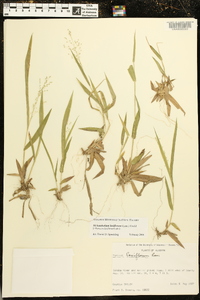 Dichanthelium laxiflorum image