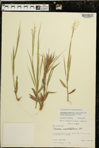 Dichanthelium aciculare subsp. angustifolium image