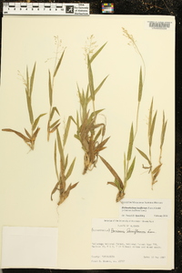 Dichanthelium laxiflorum image