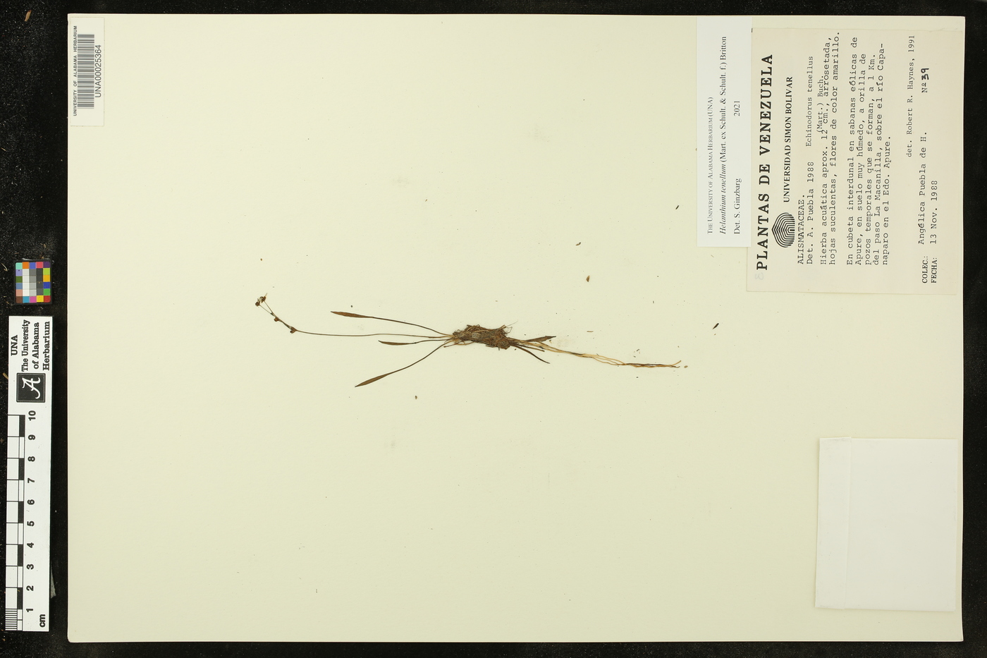 Helanthium tenellum image
