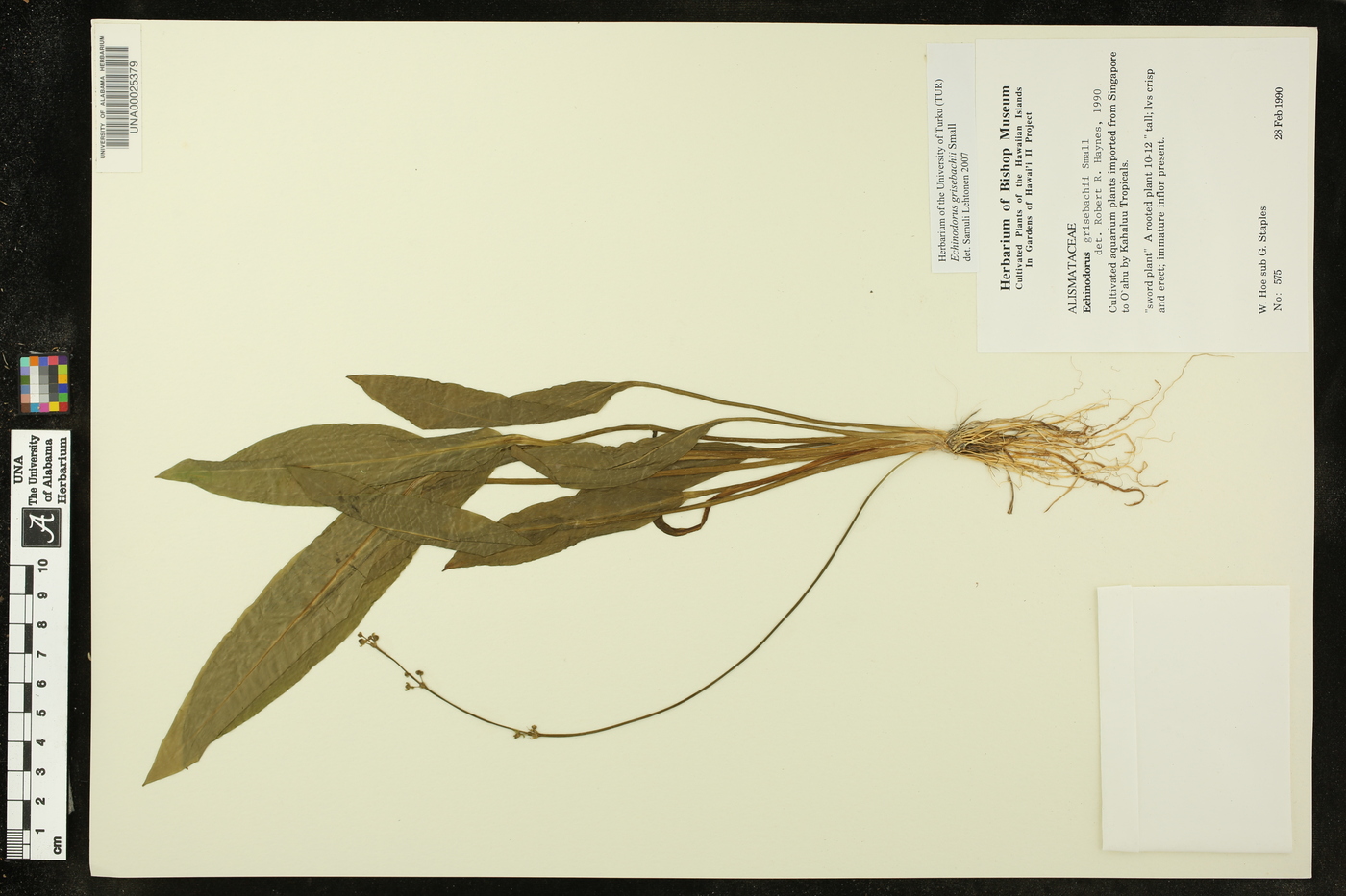 Echinodorus grisebachii image