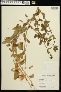 Stachys floridana image